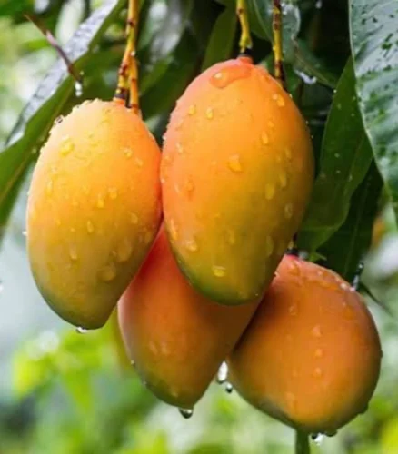 Gaurjeet Mango
