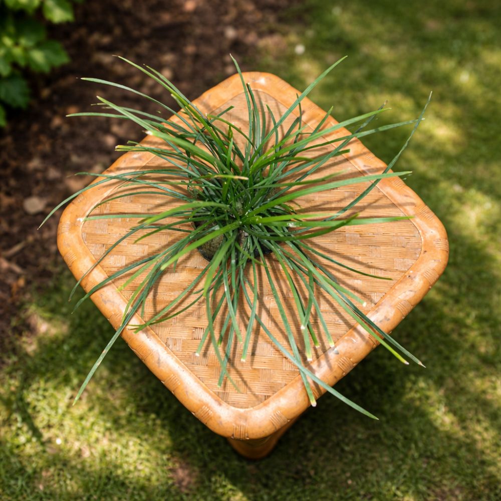 Ashokavanam Lily Turf
