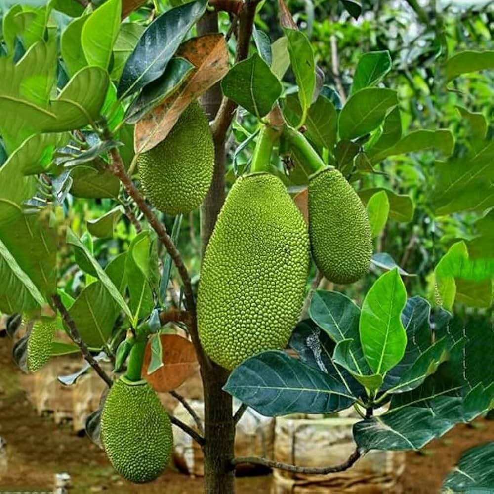 JackFruit (Kathal)