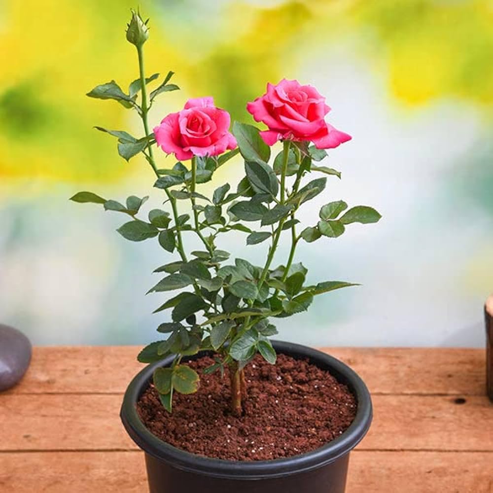 Red Rose