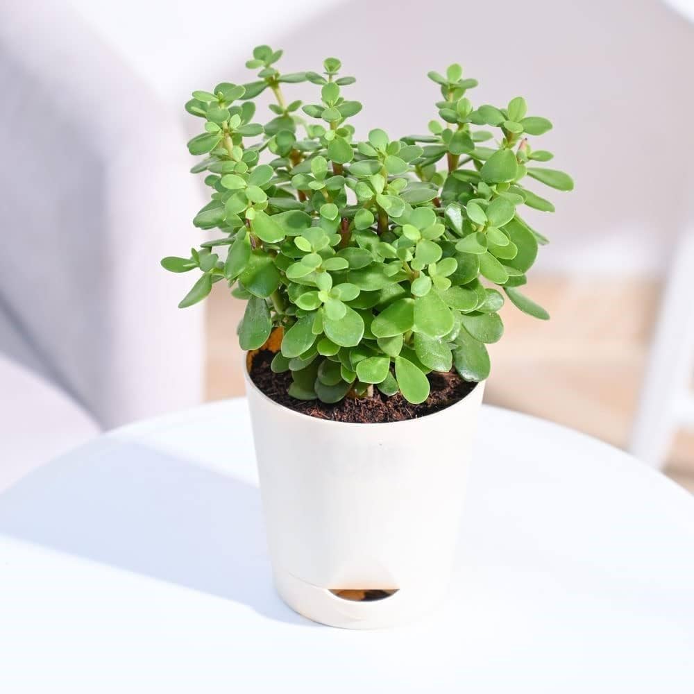 Jade Plant
