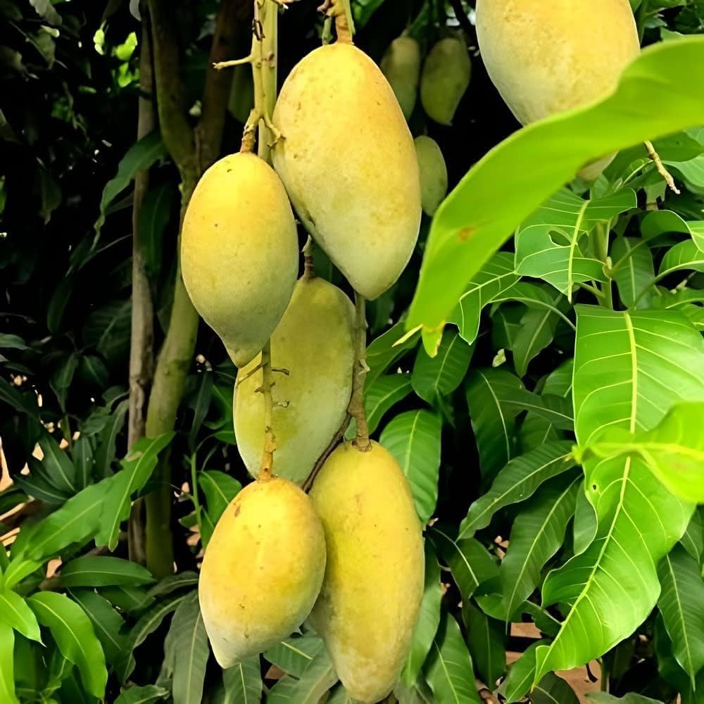 Chausa Mango