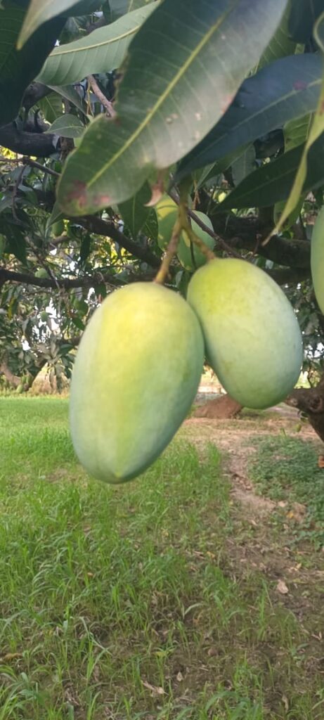Banarasi Langra Mango