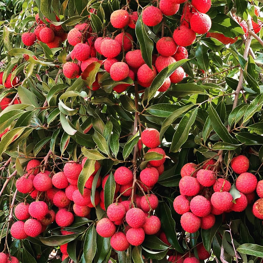 Litchi
