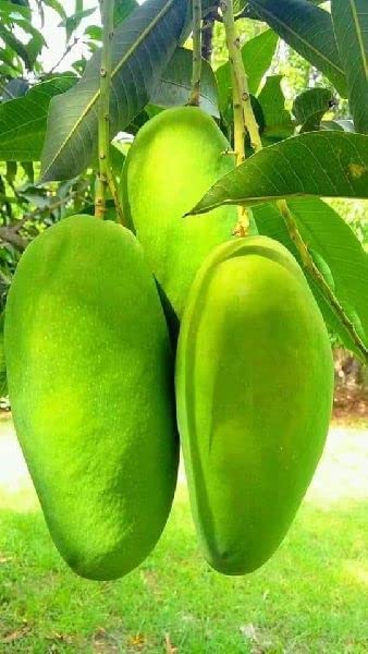 Dasehri Grafted Mango Plant