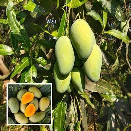 Amarpali Mango