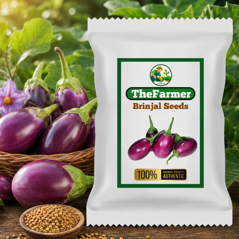 Brinjal Seeds
