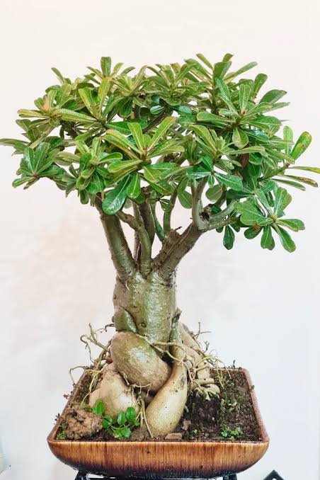 Adrenium Bonsai